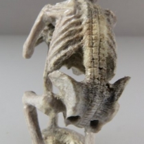 Human Skeleton by Estaban Najera (view 4)