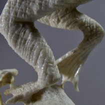 Lizard by Estaban Najera (detail)