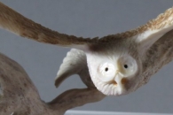 Owls by Ruben Najera